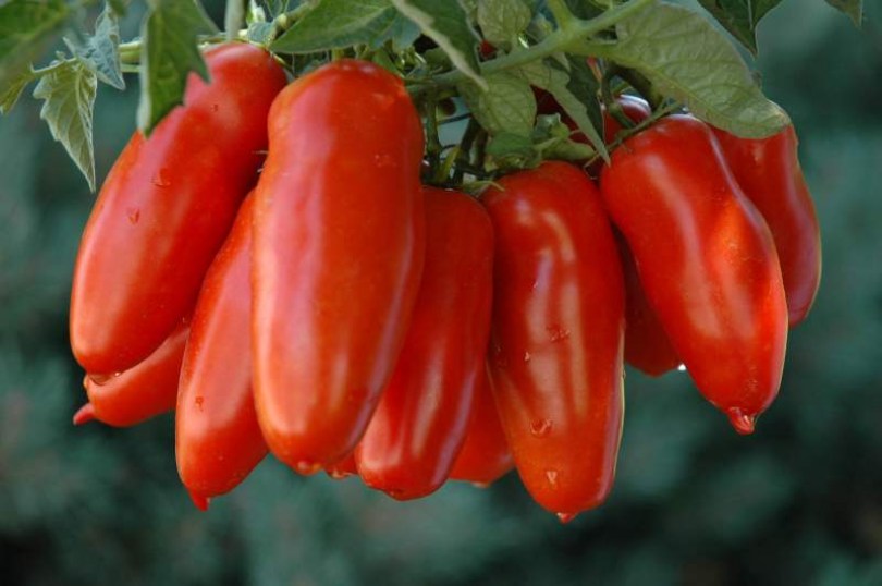 San Marzano paradicsom - Paradicsom különlegességek az Egzotikus Növények Stúdiója kínálatából